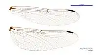 Female wings