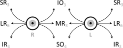 Schematic demonstrating the actions and cranial nerve innervation (in subscript) of extraocular muscles