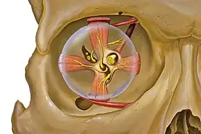 View of the orbit from the front, with nerves and extraocular muscles