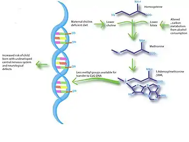 The nutriepigenetic pathway of maternal choline-deficient diets helps to elucidate the development of fetal alcohol syndrome. Pregnant rodents fed diets low in choline were found to give rise to offspring with diminished neurological capacity. This is similar to pregnant rodents whom were fed ethanol and were found to have alterations in the metabolism of 1-carbon compounds. This leads to diminished levels of methyl donors available for methylating DNA; thus allowing for overexpression of normally silenced genes causing neurological defects in their offspring.