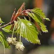 Inflorescence