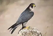 Peregrine falconFalco peregrinusvandrefalk