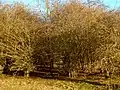 Starling Thicket, hawthorns in north area