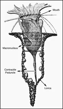 Tintinnopsis campanula