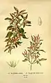 Botanical illustration