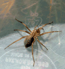 Hobo spider, Tegenaria agrestis (sometimes called the aggressive house spider)