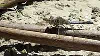 Female with some pale pruinescence on her tail