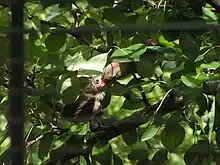 Female feeding a chick