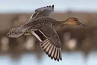 Female in flight, California USA