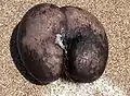 Seed of Lodoicea maldivica, the world's largest seed