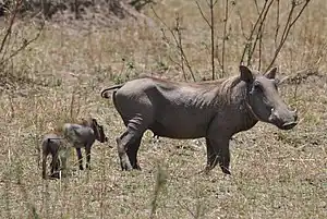 Female with youngEtosha National park, Namibia