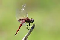 male, Madagascar