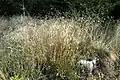 Wood fescue (Festuca altissima)