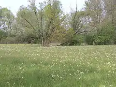 Growing in a damp meadow in Croatia