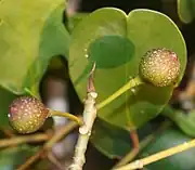 Ripening fruit