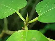 Close up of bud