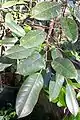 Deciduous fig leaves, from Maleny, Australia