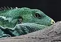 Fijian crested iguana