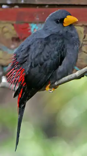 Finch-billed_Myna