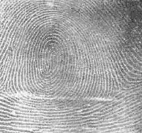 In a fingerprint, a whorl is each ridge arranged circularly around a central point on the finger.