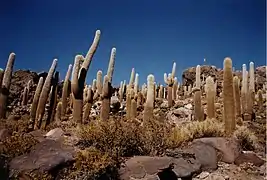 A part of Incahuasi Island inside the Salar, featuring giant cacti