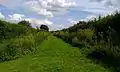 The reconstructed Bronze-Iron Age droveway at Flag Fen