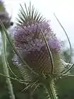 Dipsacus fullonum (head)