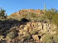 Flora in Silly Mountain, Arizona.