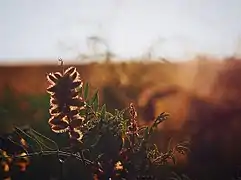 Flora of the prairie