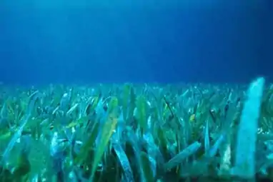 Thalassia testudinum seagrass bed