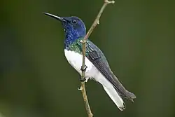 White-necked jacobin