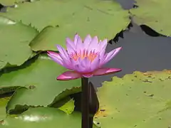 Water lilies at Pookode Lake