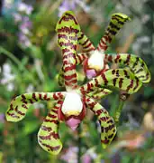 Detail of Arachnis flos-aeris flower