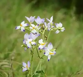 Cuckoo Flower found in upper parts of Kalenjimale