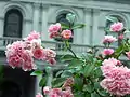 Flowers outside the capitol building