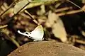 Fluffy Tit taken in Western Ghats, India