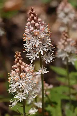 Tiarella 'Cygnet' flowers