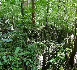 Forest on limestone formations