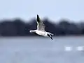 Forster's tern fishing on Lake Mattamuskeet