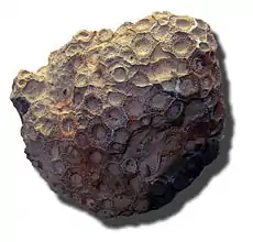 Hexagonaria mirabilis