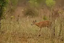 Several kinds of antilope and deer species live in this ecoregion (Chousingha)