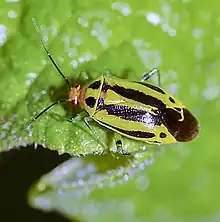 Four-lined Plant Bug (Poecilocapsus lineatus)