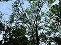 Canopy of a pumpkin ash affected by emerald ash borer in Essex County, Ontario, Canada.