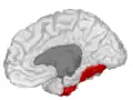 Fusiform gyrus, in the right cerebral hemisphere.