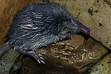 Pyrenean desman, Galemys pyrenaicus, endemic to the Pyrenees