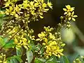 Clusters of flowers