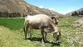 A cow in Pampas.