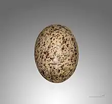 Egg