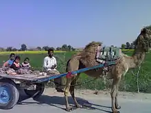 Camel cart