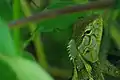 A garden lizard, South India.